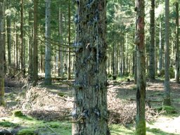 IMGP9721-Bille angreb